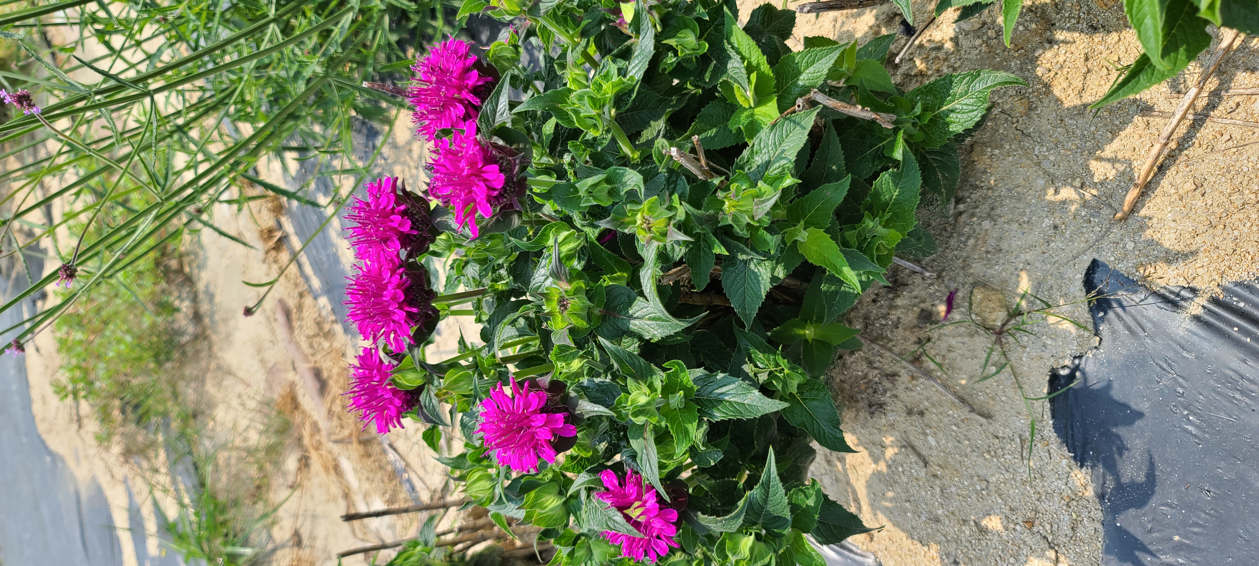 Monarda didyma 'Baby Spice'